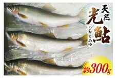 【数量限定】 宮崎県 美郷町 天然 鮎 約300g [小丸川天然鮎工房hikaru 宮崎県 美郷町 31af0004] 数量限定 あゆ アユ 急速 冷凍 宮崎県産 小丸川 送料無料