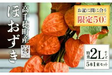 高千穂産ほおずき［観賞用］ ほおずき ホオズキ 観賞用 飾り 色鮮やか 夏 風物詩 希少 数量 季節 限定 宮崎県 高千穂町 _Tk004-023