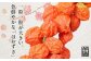 高千穂産ほおずき［観賞用］ P8