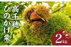 高千穂・ひのかげくり（9月限定）| ひのかげ栗 栗 くり 栗きんとん 生栗 和菓子 栗ご飯 和菓子 モンブラン 世界農業遺産 宮崎県 高千穂町 |_Tk004-068