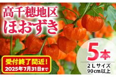 ＜先行予約受付中！2025年8月中旬発送予定＞＜数量限定・期間限定＞高千穂地区ほおずき(5本・2Lサイズ・90cm以上) 花 生花 フラワー 切り花 鬼灯 ホオズキ お盆【NK008】【宮崎県農業協同組合　高千穂地区本部】