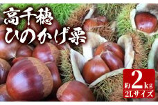 ＜数量限定・期間限定＞期間限定 ひのかげ栗(2kg)生栗 和栗 くり 秋の味覚 栗ご飯 お菓子作り おやつ【NK001】【宮崎県農業協同組合　高千穂地区本部】
