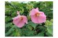 【7-11　岩川芙蓉会】
夜空に消えた青春　沖縄出撃　～史実の継承を～