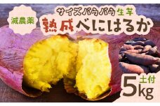 サイズバラバラ熟成べにはるか（生芋）土付き 5kg　K270-001