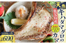 鹿児島産 天然 キハダマグロのカマ約200g×3P 調理済 （バジル風味）　K100-012_01