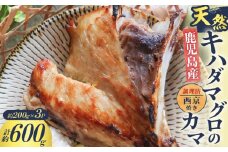鹿児島産 天然 キハダマグロのカマ約200g×3P 調理済 （西京焼き）　K100-012_02