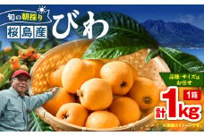 旬の朝採り！ 鹿児島 桜島産びわ 1箱（秀品）　K343-001