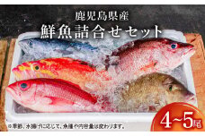 2531 鹿児島県産鮮魚詰合せセット（4～5尾）　KN025-004-02