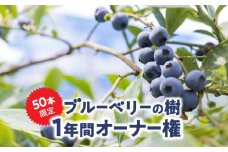 2855 鹿児島県鹿屋市 無農薬ブルーベリーの樹1年間オーナー権（50本限定）　KN026-016