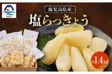 鹿児島県産塩らっきょう1.4kg (140g×10パック) A3-284【1166374】