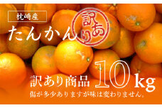 ＜訳あり＞南国特産もぎたてフルーツ たんかん10kg＜先行受付＞2月下旬より順次発送 B2-14【1466329】