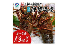 枕崎港水揚げ!　活〆冷凍 ＜伊勢海老＞ 2～4匹 計約1.3kg C0-55【1470874】