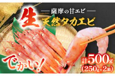 ＜薩摩の甘エビ＞大きいサイズ　天然タカエビ500g　A1-10_ エビ 甘エビ 海老 あまえび 天然 海鮮 甘海老 海鮮 刺身 【1524580】