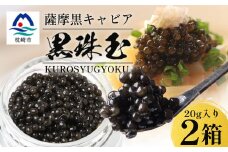 ＜数量限定＞薩摩黒キャビア黒珠玉 鹿児島水産高校 枕崎キャビア＜木箱入り＞＜20g×2箱＞ F5-3【1614944】
