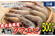 鹿児島県阿久根産！天然クマエビ(約500g・8～15尾) 国産 九州産 鹿児島産 魚介 海老 エビ 海鮮 天然【濱崎魚類】akn023-01