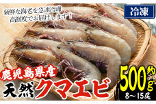 鹿児島県阿久根産！天然クマエビ(約500g・8～15尾) 国産 九州産 鹿児島産 魚介 海老 エビ 海鮮 天然【濱崎魚類】akn023-01
