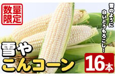 ＜先行予約受付中！2025年10月上旬以降順次発送予定＞白いとうもろこし「雪やこんコーン」(16本) 国産 トウモロコシ 玉蜀黍 ホワイト コーン 野菜 糖度 夏 イネ科 数量限定 期間限定【うとさんち】akn067-12