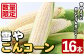 うとさんちの白いとうもろこし「雪やこんコーン」