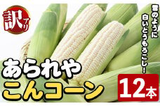 ＜先行予約受付中！2025年10月上旬以降順次発送予定＞訳あり！白いとうもろこし「あられやこんコーン」(12本) 国産 トウモロコシ 玉蜀黍 ホワイト コーン 野菜 糖度 夏 イネ科 数量限定 期間限定 訳アリ 旬 【うとさんち】akn067-05