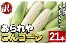 ＜先行予約受付中！2025年10月上旬以降順次発送予定＞訳あり！白いとうもろこし「あられやこんコーン」(21本) 国産 トウモロコシ 玉蜀黍 ホワイト コーン 野菜 糖度 夏 イネ科 数量限定 期間限定 訳アリ 旬 【うとさんち】akn067-11
