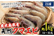 鹿児島県阿久根産！天然クマエビ(約1kg・16～30尾) 国産 九州産 鹿児島産 魚介 海老 エビ 海鮮 天然【濱崎魚類】akn023-06