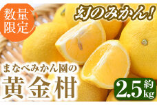 ＜先行予約受付中！2026年2月上旬以降順次発送予定＞まなべみかん園の黄金柑(約2.5kg) 国産 鹿児島県産 阿久根市産 柑橘類 果物 フルーツ みかん ミカン 蜜柑 期間限定 数量限定 贈答用 ギフト プレゼント デザート 【有限会社まなべみかん園】akn034-01