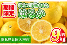 ＜先行予約受付中！2026年2月上旬以降順次発送予定＞数量限定！鹿児島県産 はるか(約9kg) 国産 柑橘 果物 果実 くだもの フルーツ 旬 デザート 期間限定 数量限定 鹿児島県産 阿久根市産 樹上完熟 ノーワックス【三笠農業生産】akn051-02