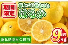 ＜先行予約受付中！2026年2月上旬以降順次発送予定＞数量限定！鹿児島県産 はるか(約9kg) 国産 柑橘 果物 果実 くだもの フルーツ 旬 デザート 期間限定 数量限定 鹿児島県産 阿久根市産 樹上完熟 ノーワックス【三笠農業生産】akn051-02