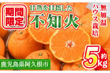 ＜先行予約受付中！2026年1月上旬以降順次発送予定＞数量限定！鹿児島県産無加温ハウス栽培 不知火(計約5kg：大将季) 柑橘 果物 くだもの フルーツ 旬 しらぬい シラヌイ ハウス栽培 無加温 数量限定 期間限定【三笠農業生産】akn051-12