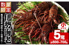 期間・数量限定！鹿児島県産 伊勢海老(5尾・計600g～700g) 国産 鹿児島県産 海老 えび エビ 伊勢海老 味噌汁 小サイズ 刺身 海鮮 海の幸 海産物【福美丸水産】akn033-21