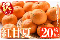 ＜先行予約受付中！2025年12月下旬以降順次発送予定＞訳あり紅甘夏(約20kg) 国産 果物 フルーツ 柑橘 期間限定 紅甘夏【桐野柑橘株式会社】akn070-09
