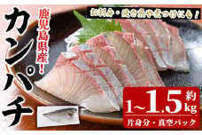 鮮度抜群！鹿児島県産カンパチ(片身分・1～1.5kg) 国産 刺身 鹿児島産 魚貝 魚介 海産物 刺身 かんぱち カンパチ 焼き魚 煮つけ【さるがく水産】akn028-28