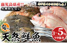 旬の天然鮮魚BOX(3～5kg) 国産 刺身 魚貝 魚介 鮮魚 海産物 天然物 煮つけ 焼き魚【さるがく水産】akn028-30
