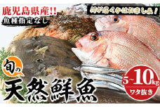旬の天然鮮魚BOX(5～10kg) 国産 刺身 魚貝 魚介 鮮魚 海産物 天然物 煮つけ 焼き魚【さるがく水産】akn028-29