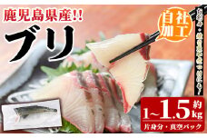 鮮度抜群！自社加工ブリ(片身分・1～1.5kg) ブリ 鰤 魚貝 魚介 海産物 刺身 焼き魚 煮つけ 真空パック【さるがく水産】akn028-24