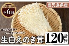 ＜定期便(奇数月)・全6回＞生白えのき茸(計120袋・20袋×6回)国産 エノキ きのこ キノコ 個包装【三笠えのき茸生産組合】akn010-24