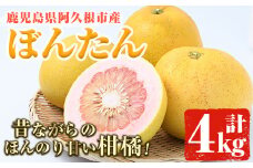 ＜先行予約受付中！2025年12月中旬以降順次発送予定＞数量限定！鹿児島県阿久根市産ボンタン(計4kg) 国産 ぼんたん 文旦 果物 くだもの フルーツ 柑橘【松永青果】akn053-01