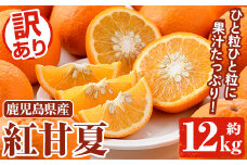 ＜先行予約受付中！2026年3月以降順次発送予定＞訳あり 紅甘夏(約12kg) 国産 鹿児島県産 果物 フルーツ 柑橘 みかん 甘夏【松永青果】akn053-19