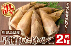 ＜先行予約受付中！2025年11月以降順次発送予定＞訳あり！鹿児島県産 早掘りたけのこ(約2kg) 国産 野菜 たけのこ タケノコ 筍 旬 煮物 水煮 天ぷら つくだ煮【松永青果】akn053-29