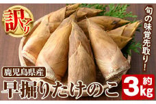 ＜先行予約受付中！2025年11月以降順次発送予定＞訳あり！鹿児島県産 早掘りたけのこ(約3kg) 国産 野菜 たけのこ タケノコ 筍 旬 煮物 水煮 天ぷら つくだ煮【松永青果】akn053-34