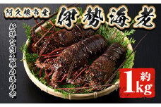 ＜先行予約受付中！2025年10月以降順次発送予定＞伊勢海老(約1kg) 国産 阿久根市 伊勢海老 海老 エビ えび イセエビ 海鮮 海産物 海の幸 刺身 新鮮 急速冷凍【松永青果】akn053-36