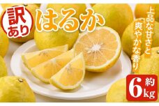 ＜先行予約受付中！2026年2月以降順次発送予定＞訳ありはるか(約6kg) 国産 鹿児島県産 果物 フルーツ 柑橘 みかん はるか【松永青果】akn053-40