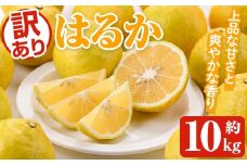 ＜先行予約受付中！2026年2月以降順次発送予定＞訳ありはるか(約10kg) 国産 鹿児島県産 果物 フルーツ 柑橘 みかん はるか【松永青果】akn053-45