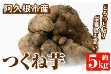＜先行予約受付中！2025年11月以降順次発送予定＞つくね芋(大薯)(約5kg) 鹿児島県 阿久根市 つくね芋 大薯 だいじょ大和芋 山芋 とろろ【松永青果】akn053-12