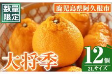 ＜先行予約受付中！2026年1月中旬以降順次発送予定＞数量限定！大将季 (12個・2Lサイズ) 柑橘 フルーツ 果物 国産 みかん 期間限定 不知火 しらぬい シラヌイ ミカン 【株式会社イロドリ】akn069-08