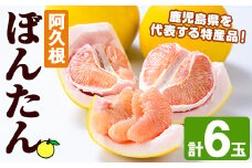 ＜先行予約受付中！2025年12月中旬以降順次発送予定＞阿久根ぼんたん(Lサイズ・6玉入) 阿久根市 ボンタン 文旦 柑橘 果物 フルーツ 新鮮 旬 特産品 鹿児島県 九州産 国産 期間限定【泰平食品】akn007-03