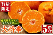 ＜先行予約受付中！2026年1月以降順次発送予定＞数量限定！鹿児島で生まれたオリジナル品種「大将季」(約5kg・15～24玉) 果物 フルーツ 柑橘 果実 ハウス栽培 ギフト【鹿児島いずみ農業協同組合】akn018-22