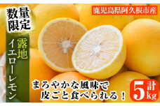 ＜先行予約受付中！2025年12月中旬以降順次発送予定＞数量限定！露地マイヤーイエローレモン(5kg) 国産 檸檬 イエローレモン オレンジ 果実 果物 フルーツ 柑橘【桐野柑橘株式会社】akn070-11