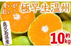 i093 ＜先行予約受付中！＞≪2025年9月中に発送予定≫ 鹿児島県出水市産！ 極早生温州みかん(10kg) 国産 温州みかん みかん 柑橘 種果物 くだもの フルーツ 旬 糖度抜群 【JA鹿児島いずみ(果実課)】