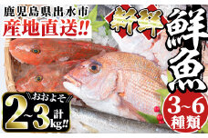 i580 出水の鮮魚おためしBOX(約2～3kg程度・3～6種類) 魚 鮮魚 鹿児島県 出水近海 お寿司 煮付 料理 旬 何が届くかはお楽しみ【出水はやし】